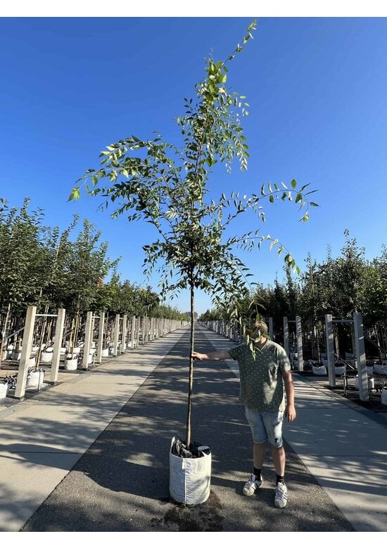 Zelkove 'Green Vase' | Zelkova serrata 'Green Vase'