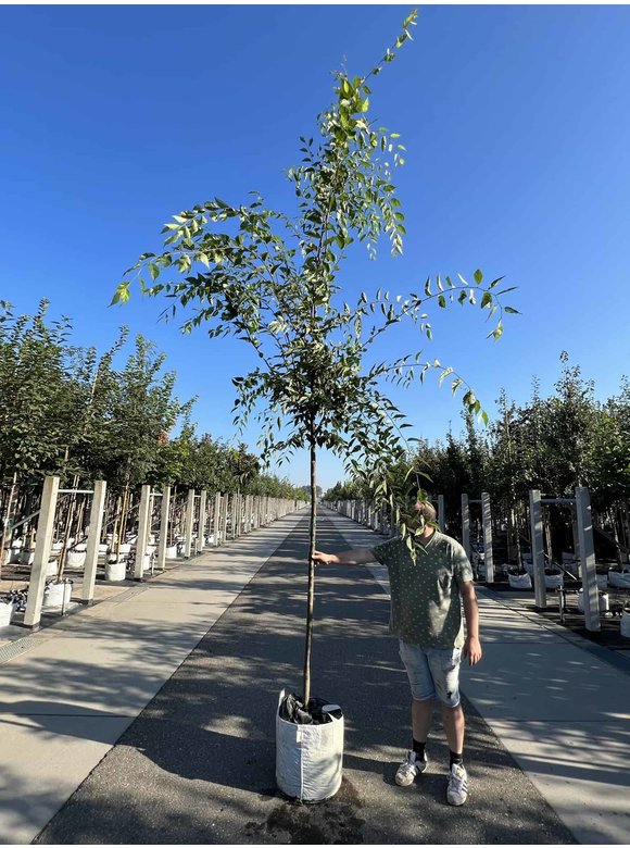 Zelkove 'Green Vase' | Zelkova serrata 'Green Vase' Zelkove 'Green Vase' | Zelkova serrata 'Green Vase'