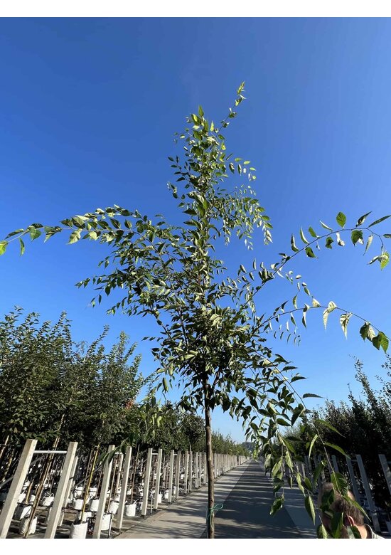 Zelkove 'Green Vase' | Zelkova serrata 'Green Vase'