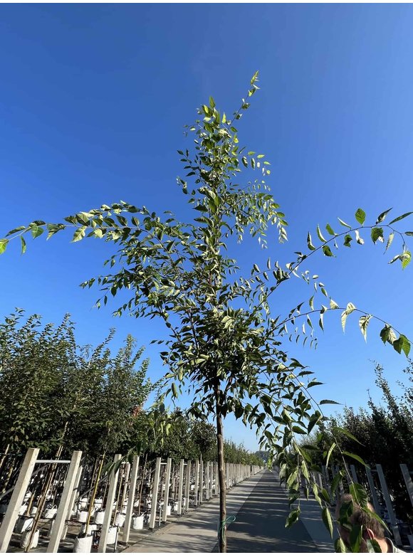 Zelkove 'Green Vase' | Zelkova serrata 'Green Vase' Zelkove 'Green Vase' | Zelkova serrata 'Green Vase'