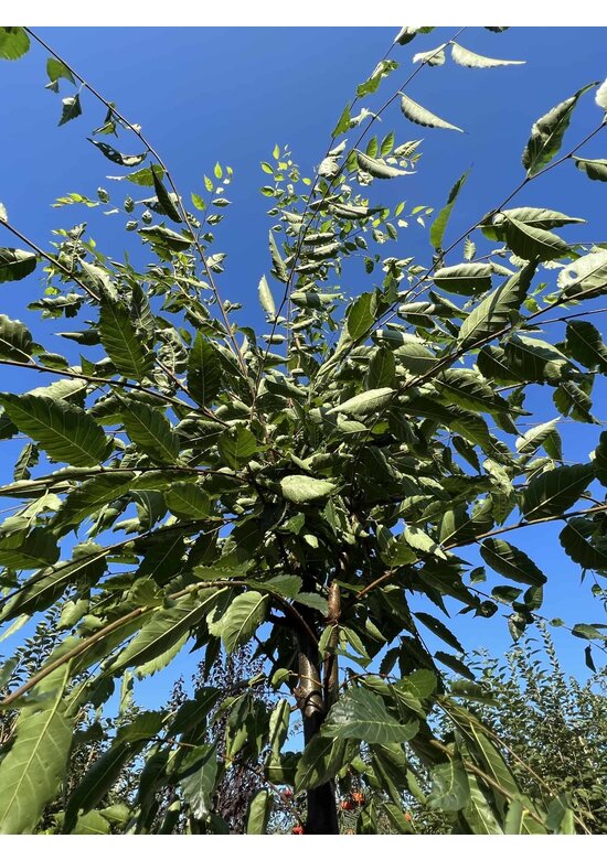 Zelkove 'Green Vase' | Zelkova serrata 'Green Vase'