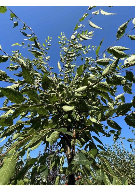 Zelkove 'Green Vase' | Zelkova serrata 'Green Vase'