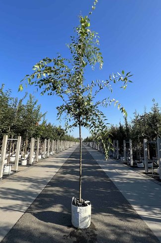 Zelkove 'Green Vase' | Zelkova serrata 'Green Vase'