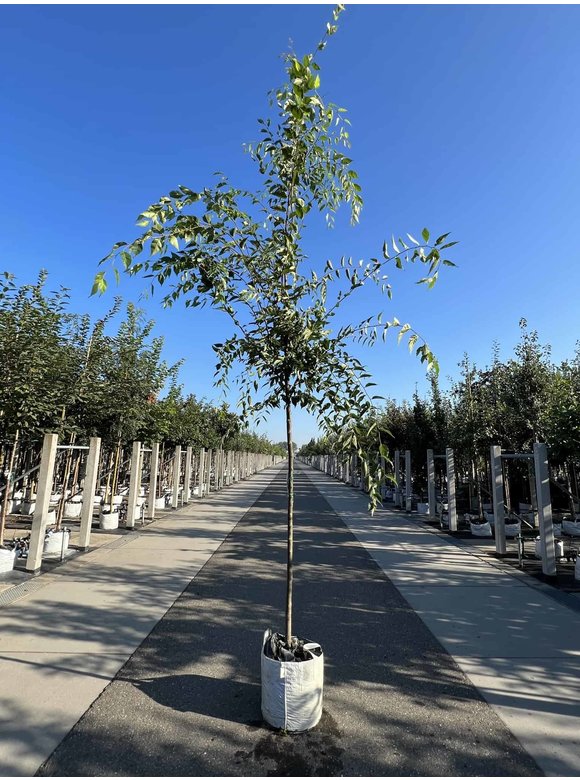 Zelkove 'Green Vase' | Zelkova serrata 'Green Vase' Zelkove 'Green Vase' | Zelkova serrata 'Green Vase'