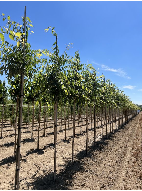 Zelkove 'Green Vase' | Zelkova serrata 'Green Vase' Zelkove 'Green Vase' | Zelkova serrata 'Green Vase'