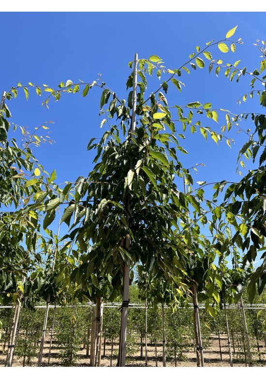 Zelkove 'Green Vase' | Zelkova serrata 'Green Vase'
