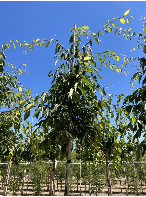 Zelkove 'Green Vase' | Zelkova serrata 'Green Vase' Zelkove 'Green Vase' | Zelkova serrata 'Green Vase'