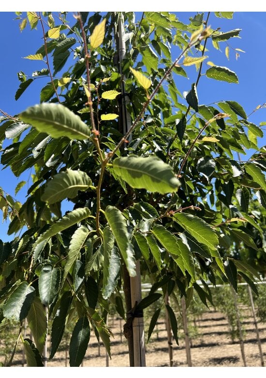 Zelkove 'Green Vase' | Zelkova serrata 'Green Vase'