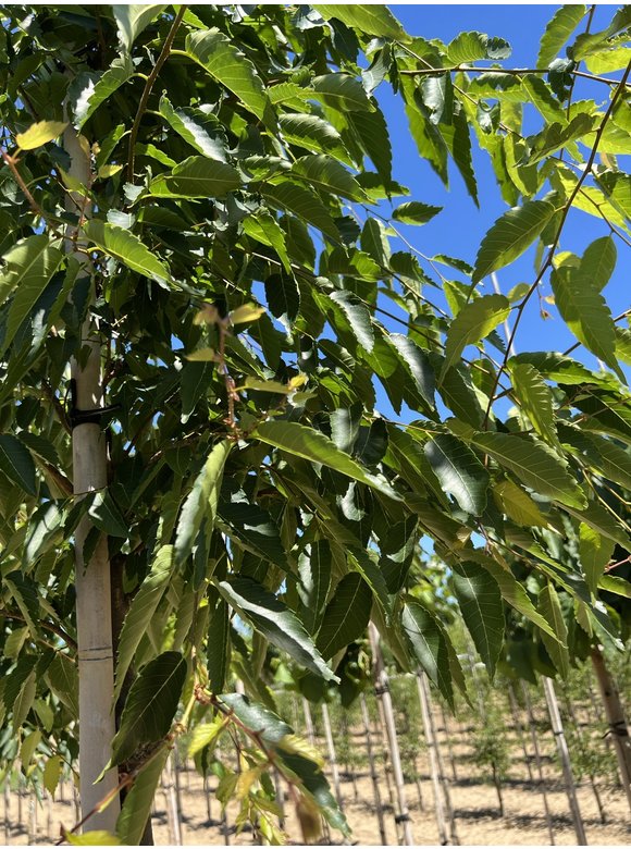 Zelkove 'Green Vase' | Zelkova serrata 'Green Vase' Zelkove 'Green Vase' | Zelkova serrata 'Green Vase'