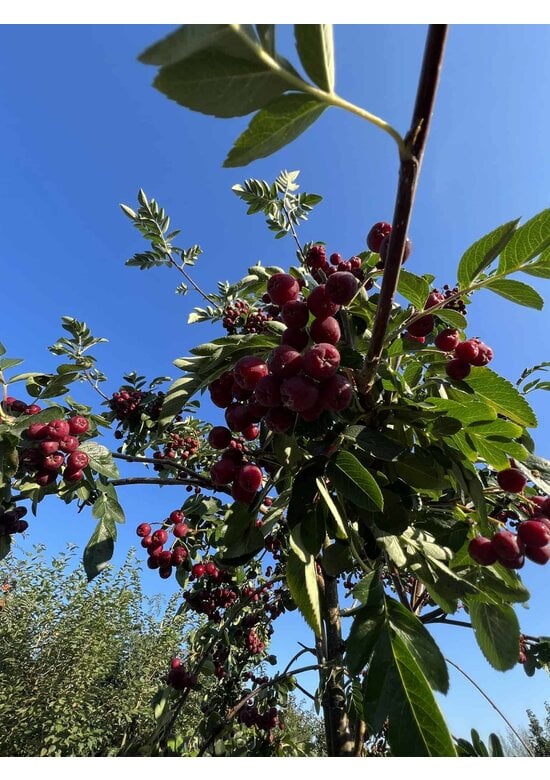 Eberesche granatnaja | Sorbus granatnaja
