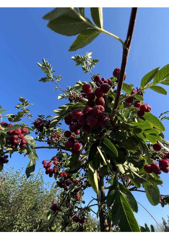 Eberesche granatnaja | Sorbus granatnaja Eberesche granatnaja | Sorbus granatnaja