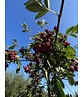 Eberesche granatnaja | Sorbus granatnaja Eberesche granatnaja | Sorbus granatnaja
