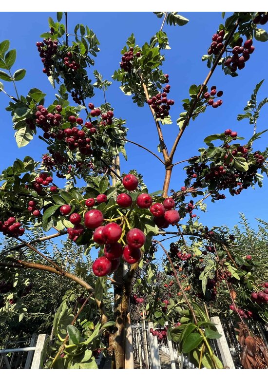 Eberesche granatnaja | Sorbus granatnaja Eberesche granatnaja | Sorbus granatnaja
