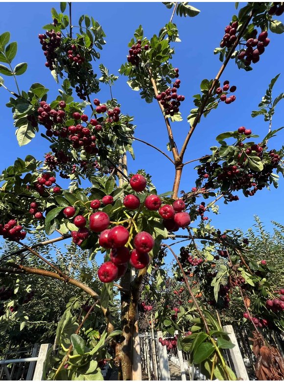 Eberesche granatnaja | Sorbus granatnaja Eberesche granatnaja | Sorbus granatnaja