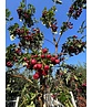 Eberesche granatnaja | Sorbus granatnaja Eberesche granatnaja | Sorbus granatnaja