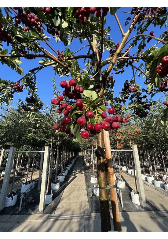 Eberesche granatnaja | Sorbus granatnaja