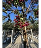 Eberesche granatnaja | Sorbus granatnaja Eberesche granatnaja | Sorbus granatnaja