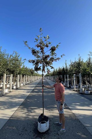 Eberesche granatnaja | Sorbus granatnaja
