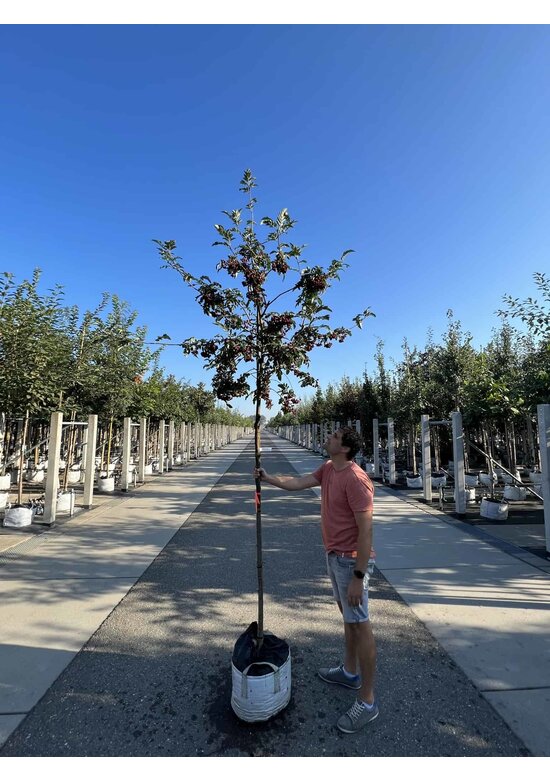 Eberesche granatnaja | Sorbus granatnaja