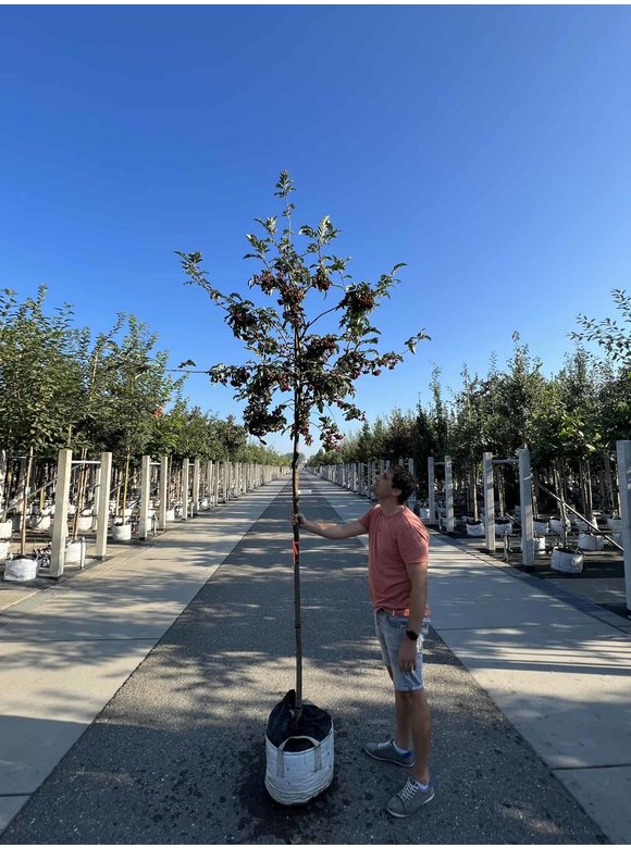 Eberesche granatnaja | Sorbus granatnaja Eberesche granatnaja | Sorbus granatnaja