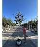Eberesche granatnaja | Sorbus granatnaja Eberesche granatnaja | Sorbus granatnaja