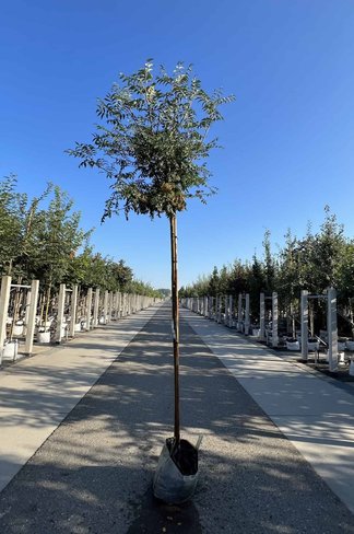 Japanische Eberesche 'Fireball' | Sorbus commixta 'Fireball'