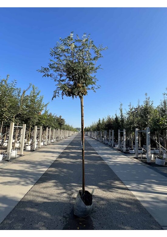 Japanische Eberesche 'Fireball' | Sorbus commixta 'Fireball'