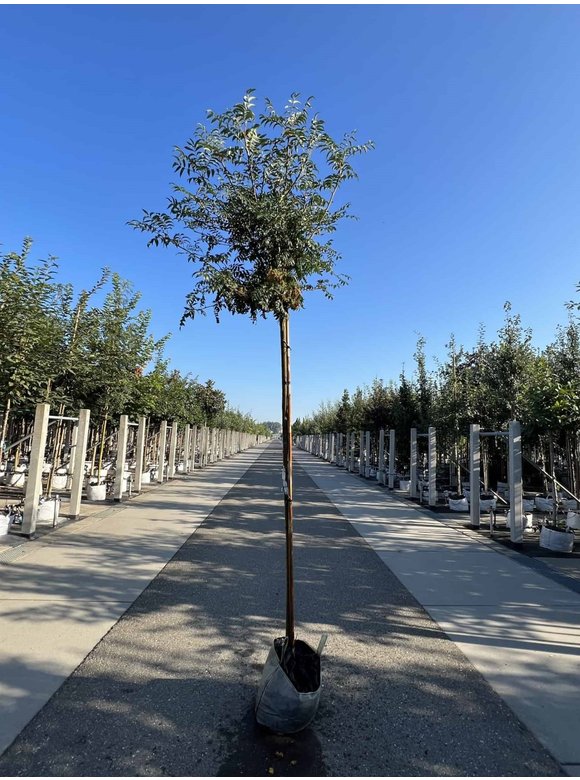 Japanische Eberesche 'Fireball' | Sorbus commixta 'Fireball' Japanische Eberesche 'Fireball' | Sorbus commixta 'Fireball'