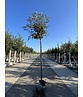 Japanische Eberesche 'Fireball' | Sorbus commixta 'Fireball' Japanische Eberesche 'Fireball' | Sorbus commixta 'Fireball'