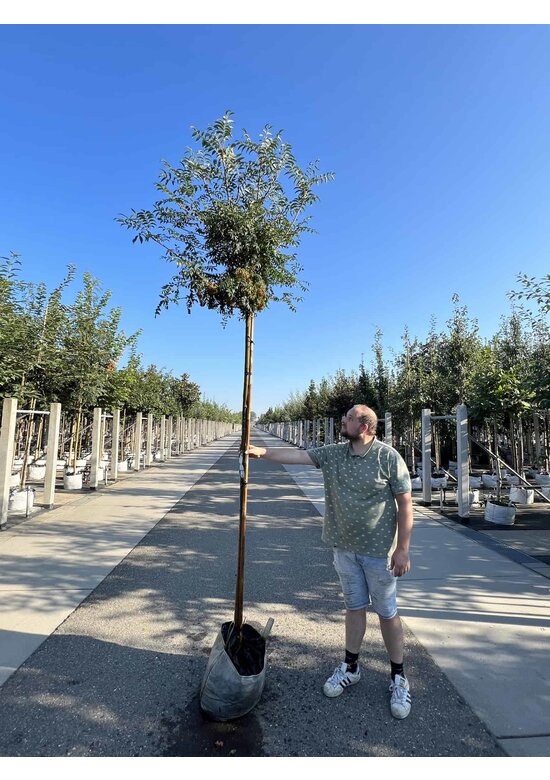 Japanische Eberesche 'Fireball' | Sorbus commixta 'Fireball' Japanische Eberesche 'Fireball' | Sorbus commixta 'Fireball'