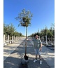 Japanische Eberesche 'Fireball' | Sorbus commixta 'Fireball' Japanische Eberesche 'Fireball' | Sorbus commixta 'Fireball'