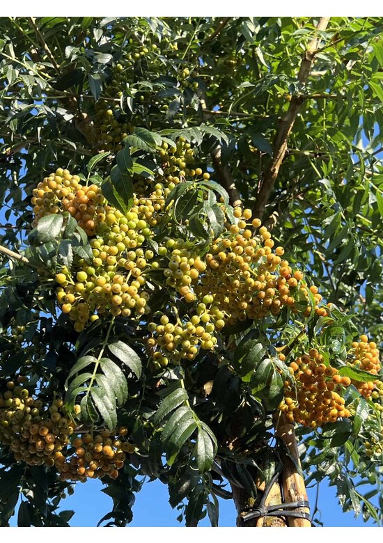 Japanische Eberesche 'Fireball' | Sorbus commixta 'Fireball'