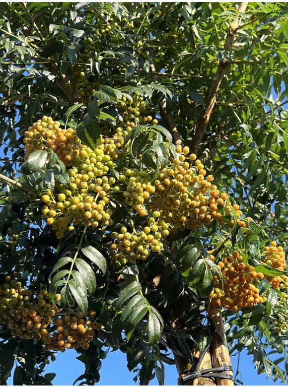 Japanische Eberesche 'Fireball' | Sorbus commixta 'Fireball' Japanische Eberesche 'Fireball' | Sorbus commixta 'Fireball'