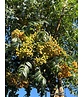 Japanische Eberesche 'Fireball' | Sorbus commixta 'Fireball' Japanische Eberesche 'Fireball' | Sorbus commixta 'Fireball'