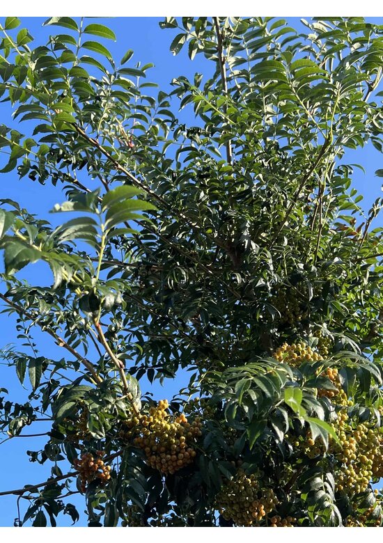 Japanische Eberesche 'Fireball' | Sorbus commixta 'Fireball'