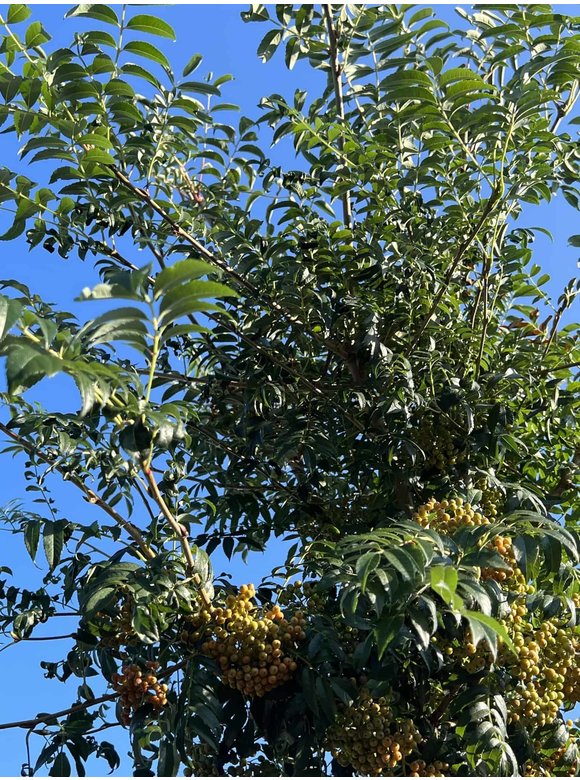 Japanische Eberesche 'Fireball' | Sorbus commixta 'Fireball' Japanische Eberesche 'Fireball' | Sorbus commixta 'Fireball'
