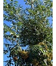 Japanische Eberesche 'Fireball' | Sorbus commixta 'Fireball'