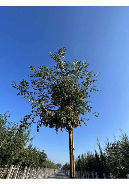 Japanische Eberesche 'Fireball' | Sorbus commixta 'Fireball'