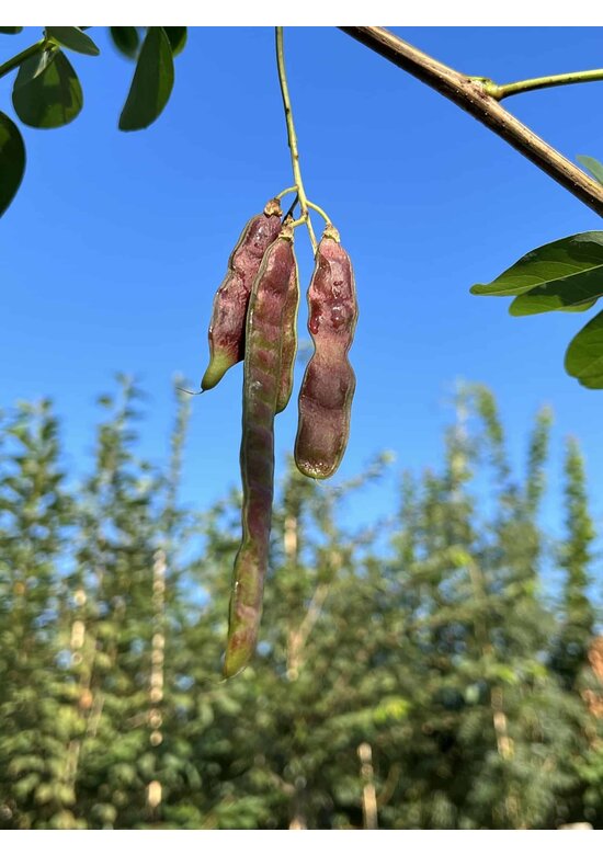 Rotblühende Akazie 'Casque Rouge' | Robinia margaretta 'Casque Rouge'