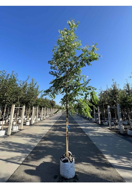 Rotblühende Akazie 'Casque Rouge' | Robinia margaretta 'Casque Rouge'