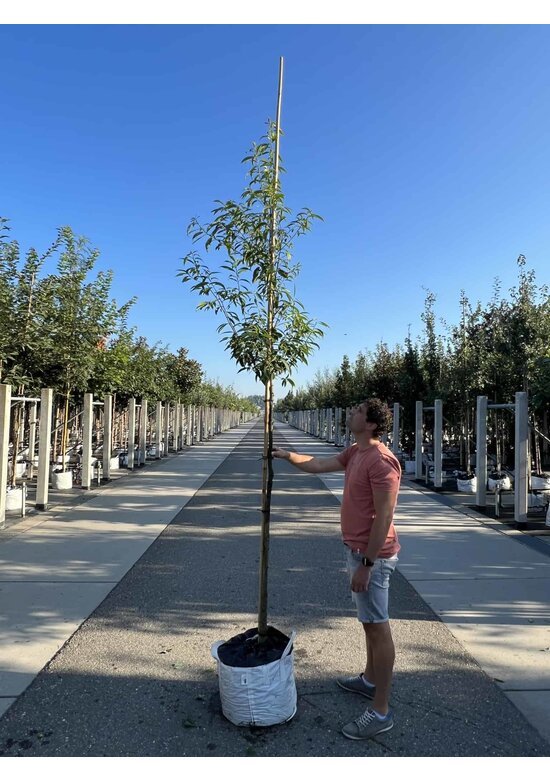 Bambusblättrige Eiche - Chinesische Myrteneiche | Quercus myrsinifolia