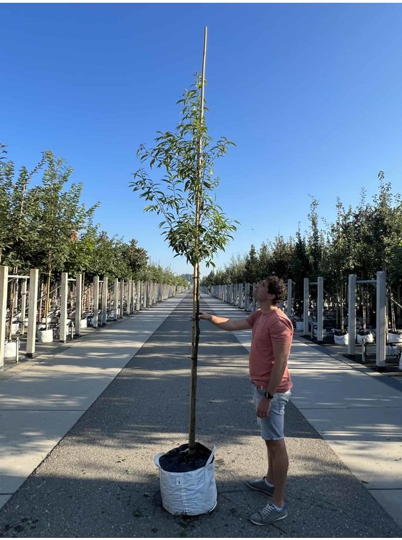 Bambusblättrige Eiche - Chinesische Myrteneiche | Quercus myrsinifolia Bambusblättrige Eiche - Chinesische Myrteneiche | Quercus myrsinifolia