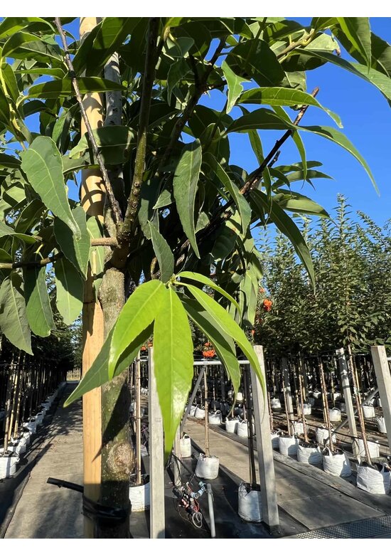 Bambusblättrige Eiche - Chinesische Myrteneiche | Quercus myrsinifolia