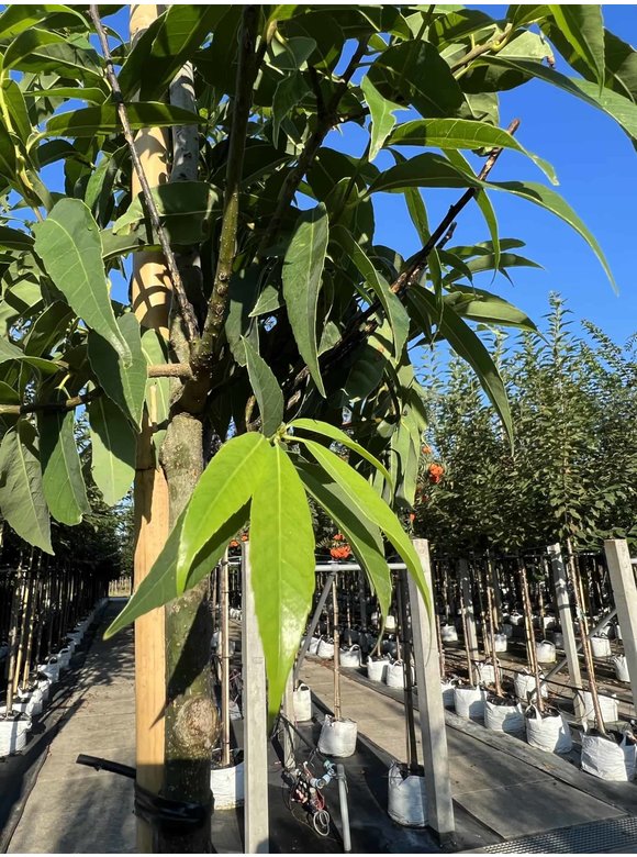 Bambusblättrige Eiche - Chinesische Myrteneiche | Quercus myrsinifolia Bambusblättrige Eiche - Chinesische Myrteneiche | Quercus myrsinifolia