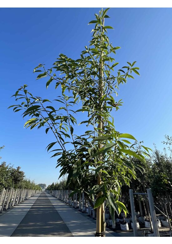 Bambusblättrige Eiche - Chinesische Myrteneiche | Quercus myrsinifolia