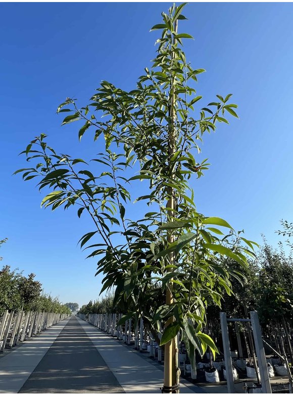 Bambusblättrige Eiche - Chinesische Myrteneiche | Quercus myrsinifolia Bambusblättrige Eiche - Chinesische Myrteneiche | Quercus myrsinifolia
