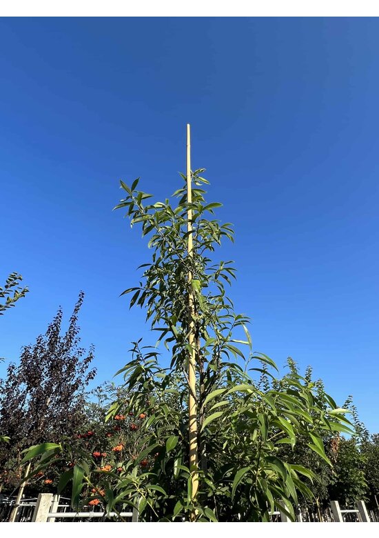 Bambusblättrige Eiche - Chinesische Myrteneiche | Quercus myrsinifolia