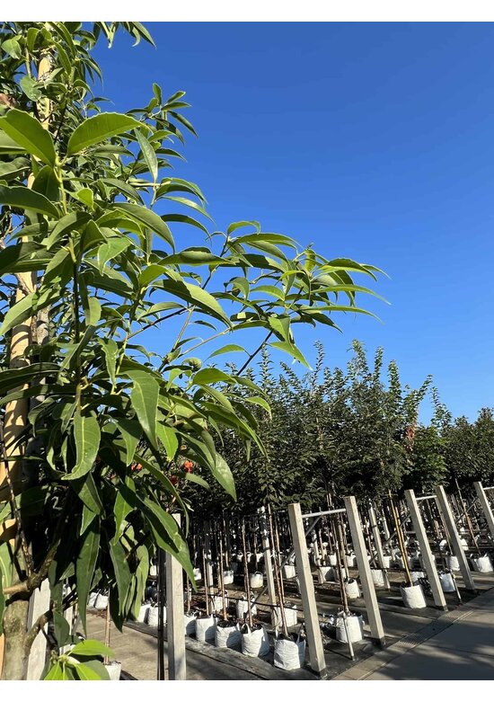 Bambusblättrige Eiche - Chinesische Myrteneiche | Quercus myrsinifolia