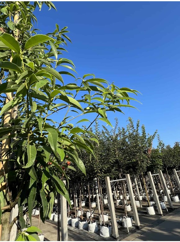 Bambusblättrige Eiche - Chinesische Myrteneiche | Quercus myrsinifolia Bambusblättrige Eiche - Chinesische Myrteneiche | Quercus myrsinifolia