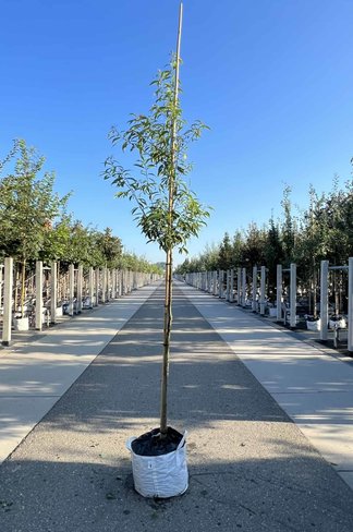 Bambusblättrige Eiche - Chinesische Myrteneiche | Quercus myrsinifolia